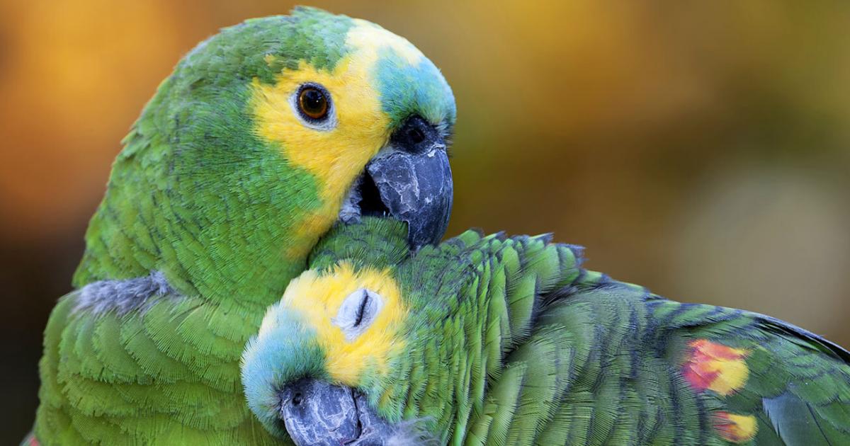 Amazone à front bleu I Parrot World